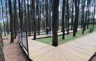 10+ Hutan Pinus Jogja Terbaik yang Wajib Dikunjungi